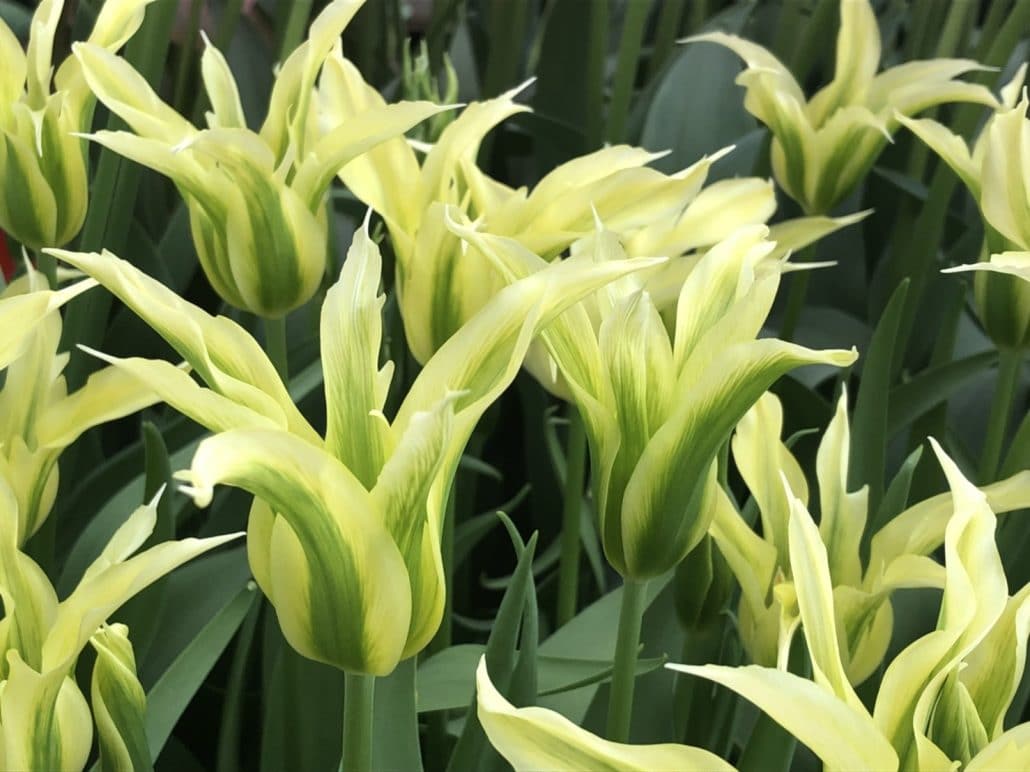 Haakman Flowerbulbs B.V. test nieuwe soorten in Japan - Haakman Flowerbulbs