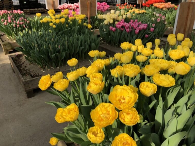Haakman Flowerbulbs B.V. test nieuwe soorten in Japan - Haakman Flowerbulbs