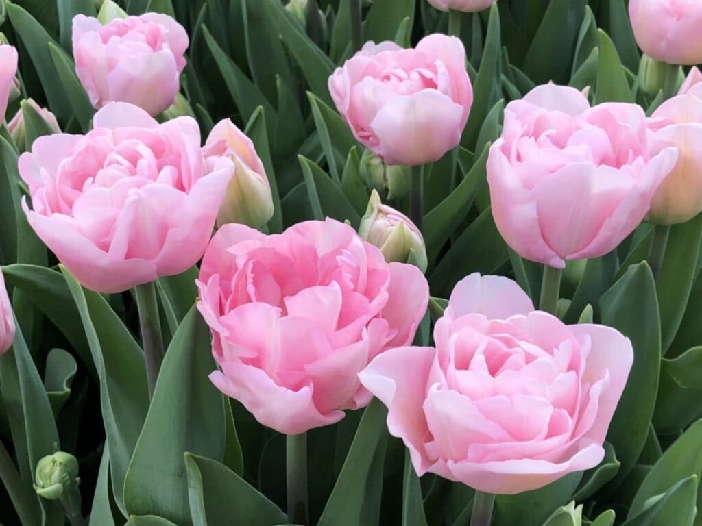 Haakman Flowerbulbs B.V. test nieuwe soorten in Japan - Haakman Flowerbulbs