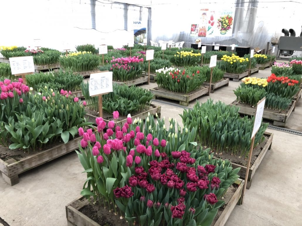 Haakman Flowerbulbs B.V. test nieuwe soorten in Japan - Haakman Flowerbulbs