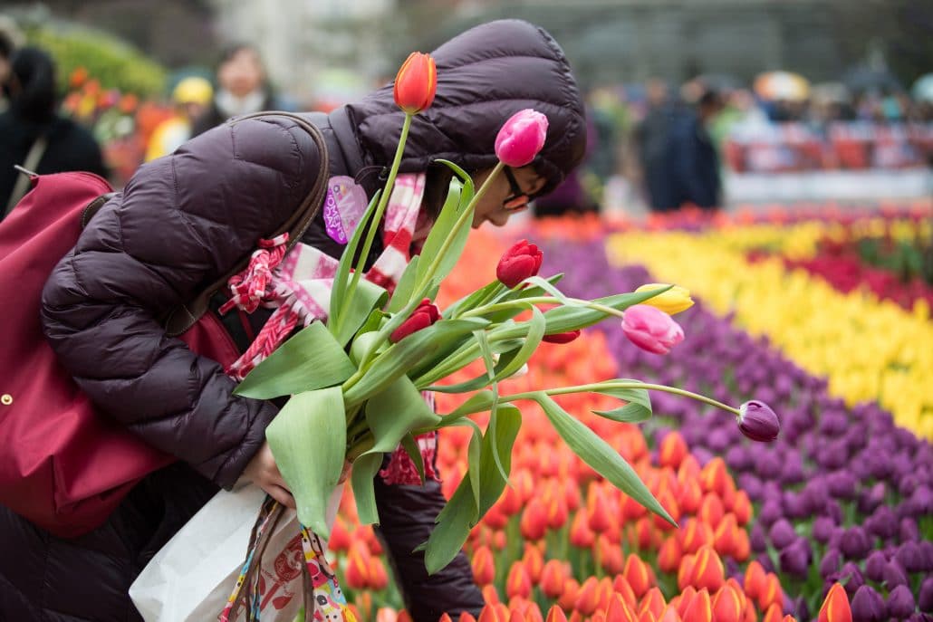 Haakman Flowerbulbs BV @ American Tulip Day 2019 - Haakman Flowerbulbs