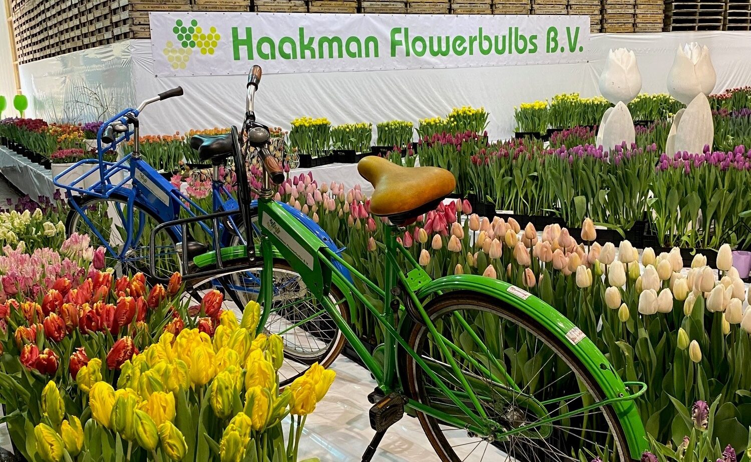 Tulip Trade Event 2022 - Haakman Flowerbulbs
