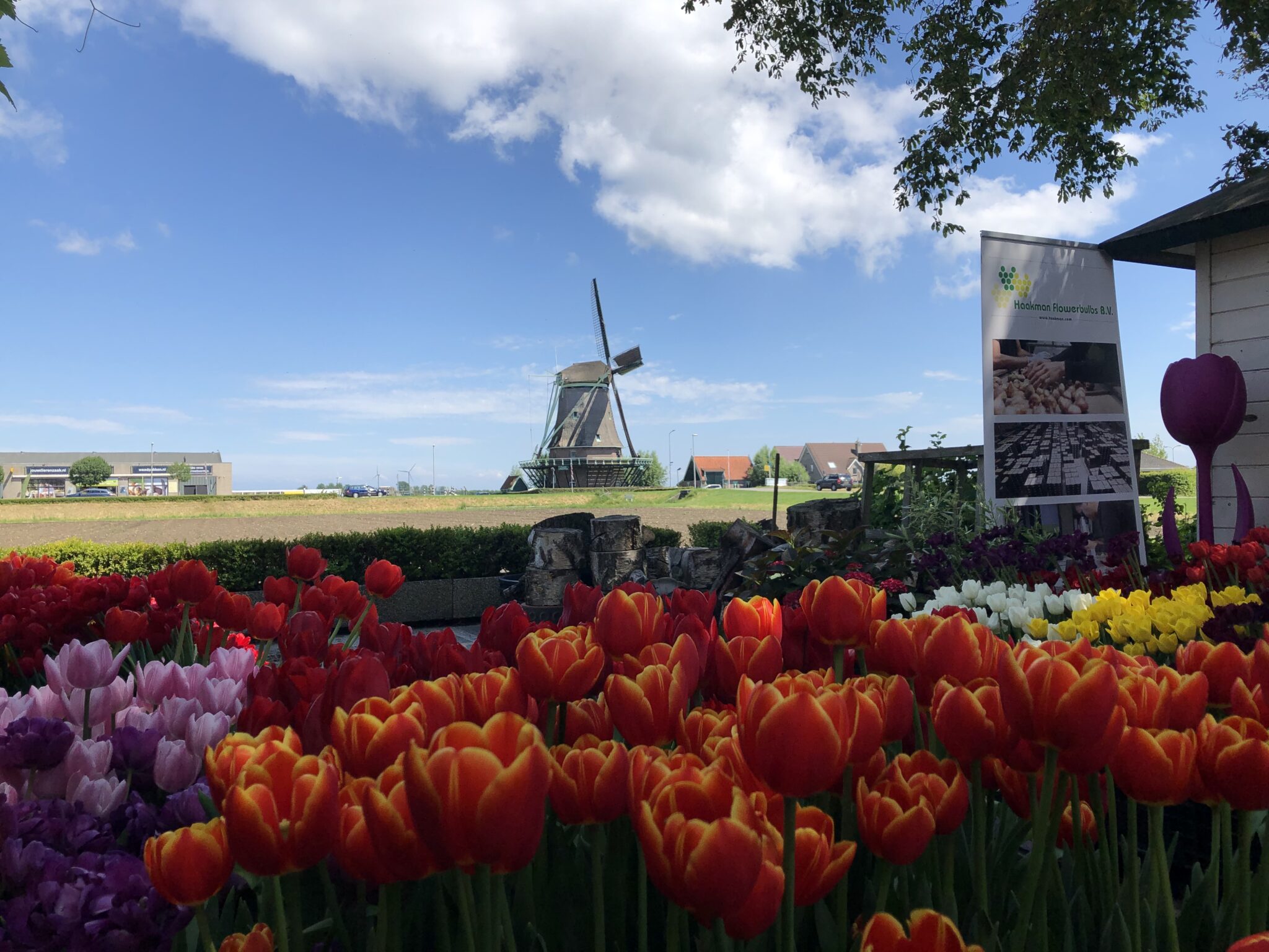 Tulip Trade Event 2022 - Haakman Flowerbulbs