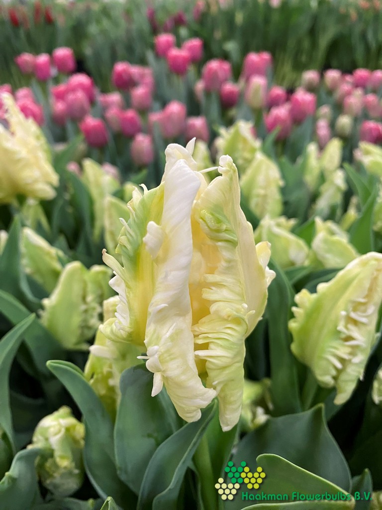 Agrass Parrot - Haakman Flowerbulbs