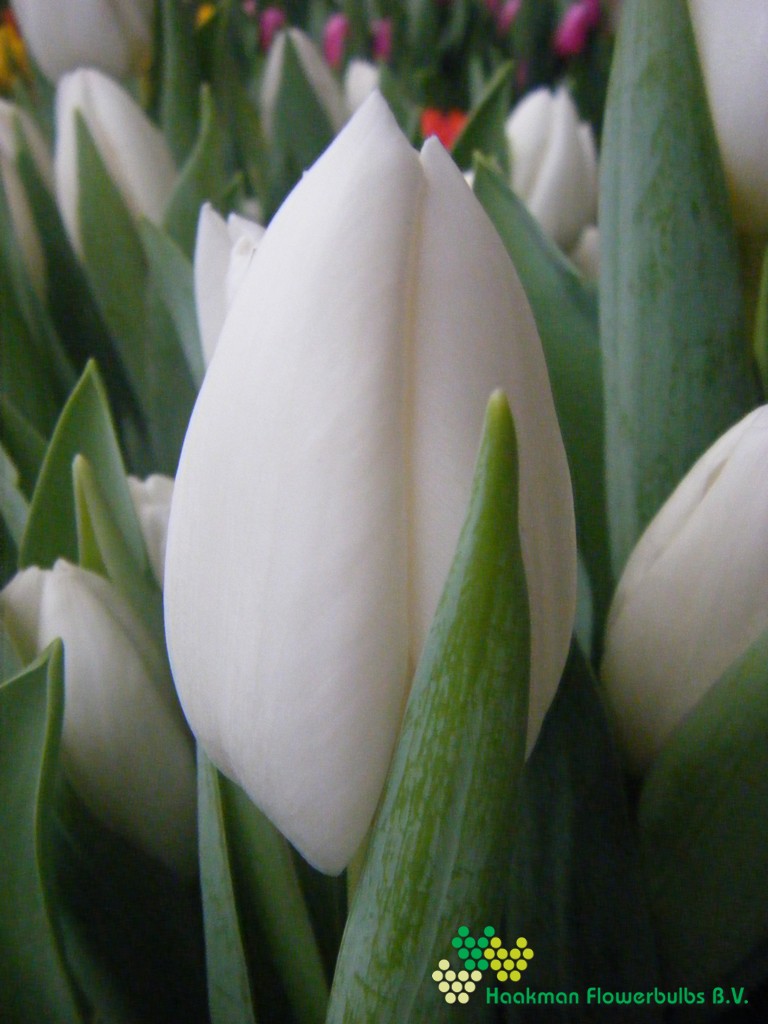 Albatros - Haakman Flowerbulbs