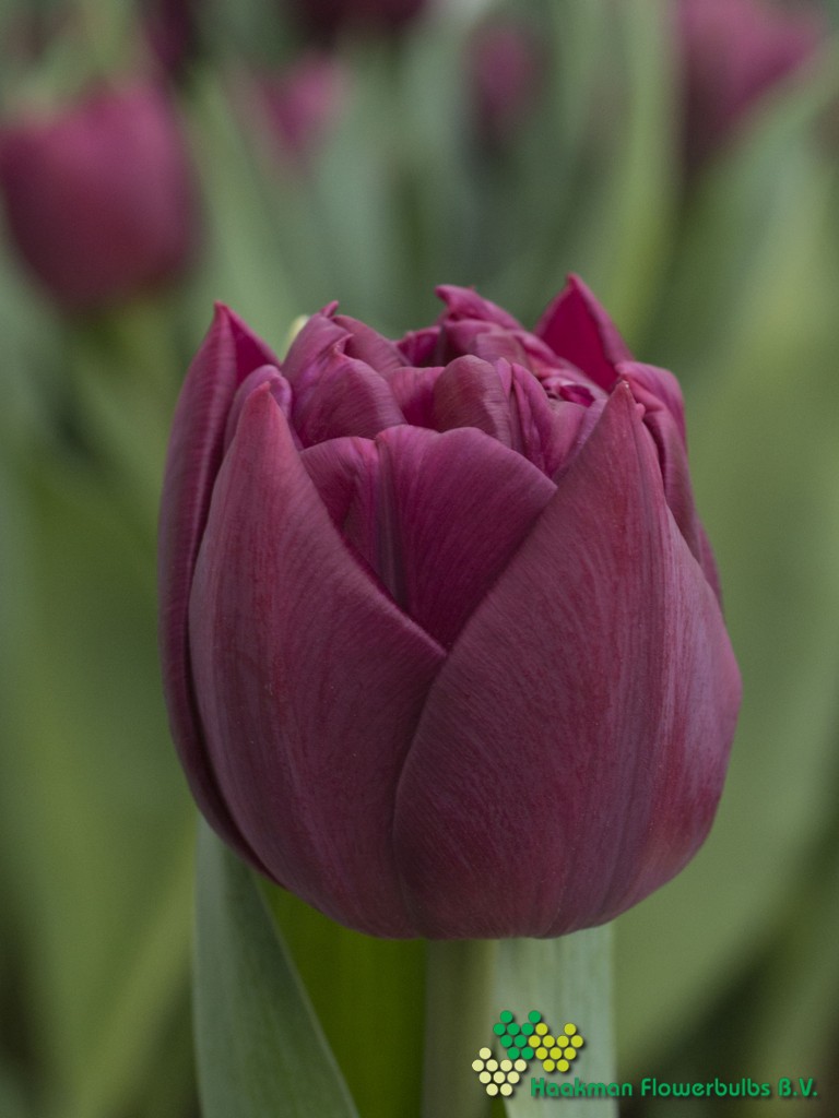 Alison Bradley - Haakman Flowerbulbs