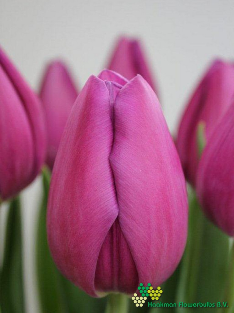 Amedea - Haakman Flowerbulbs