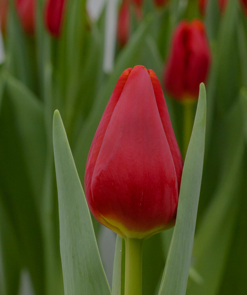 Artemis - Haakman Flowerbulbs