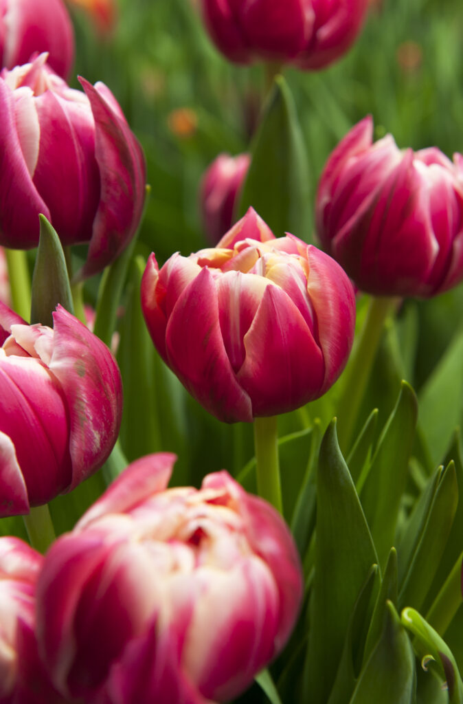 Columbus - Haakman Flowerbulbs