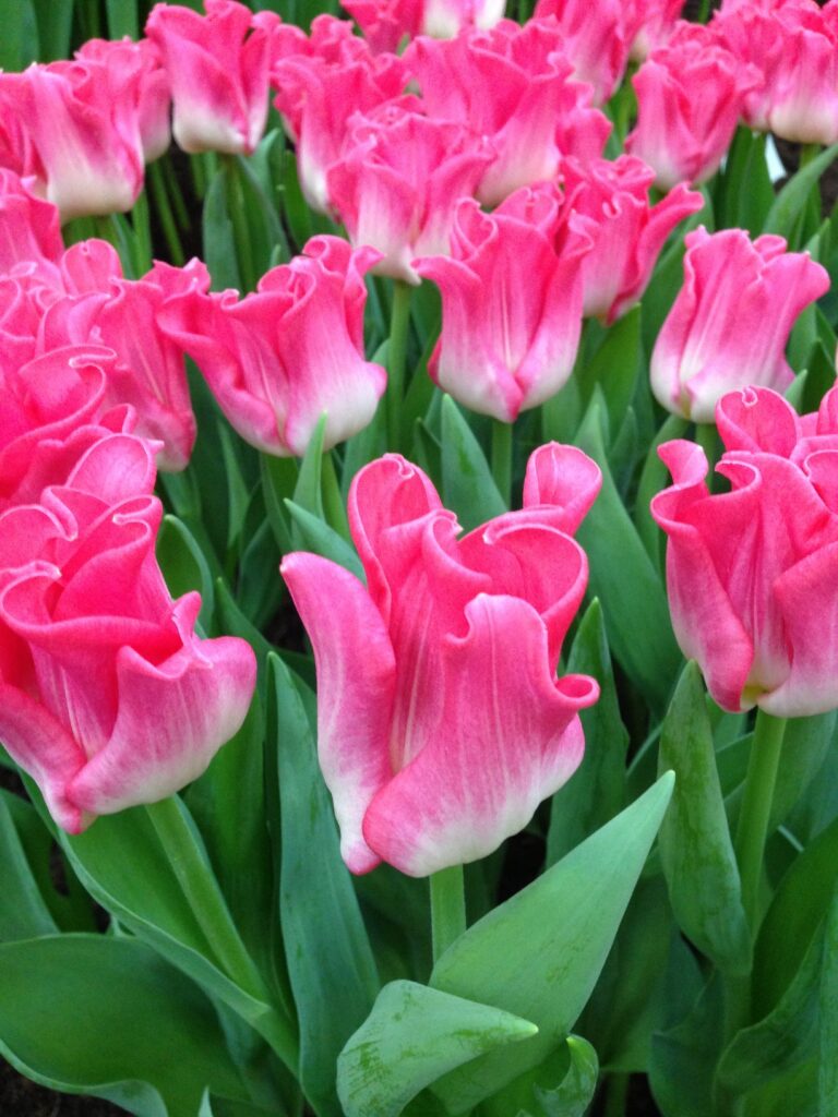 Crown Of Dynasty - Haakman Flowerbulbs