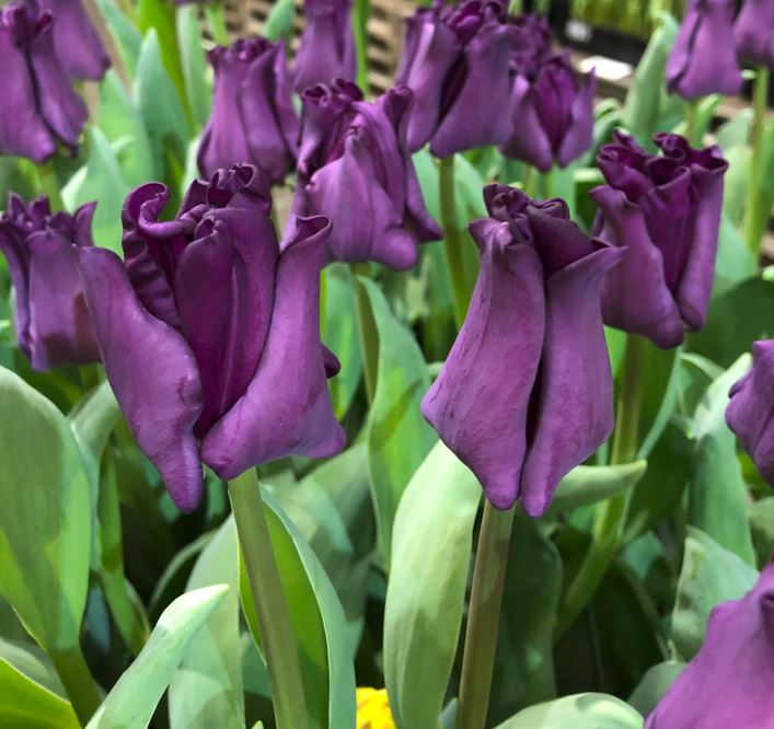 Crown of Negrita - Haakman Flowerbulbs