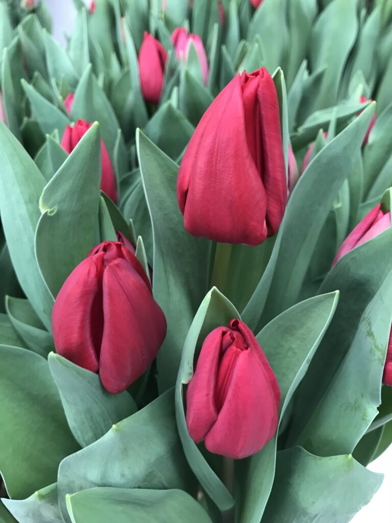 Curry - Haakman Flowerbulbs
