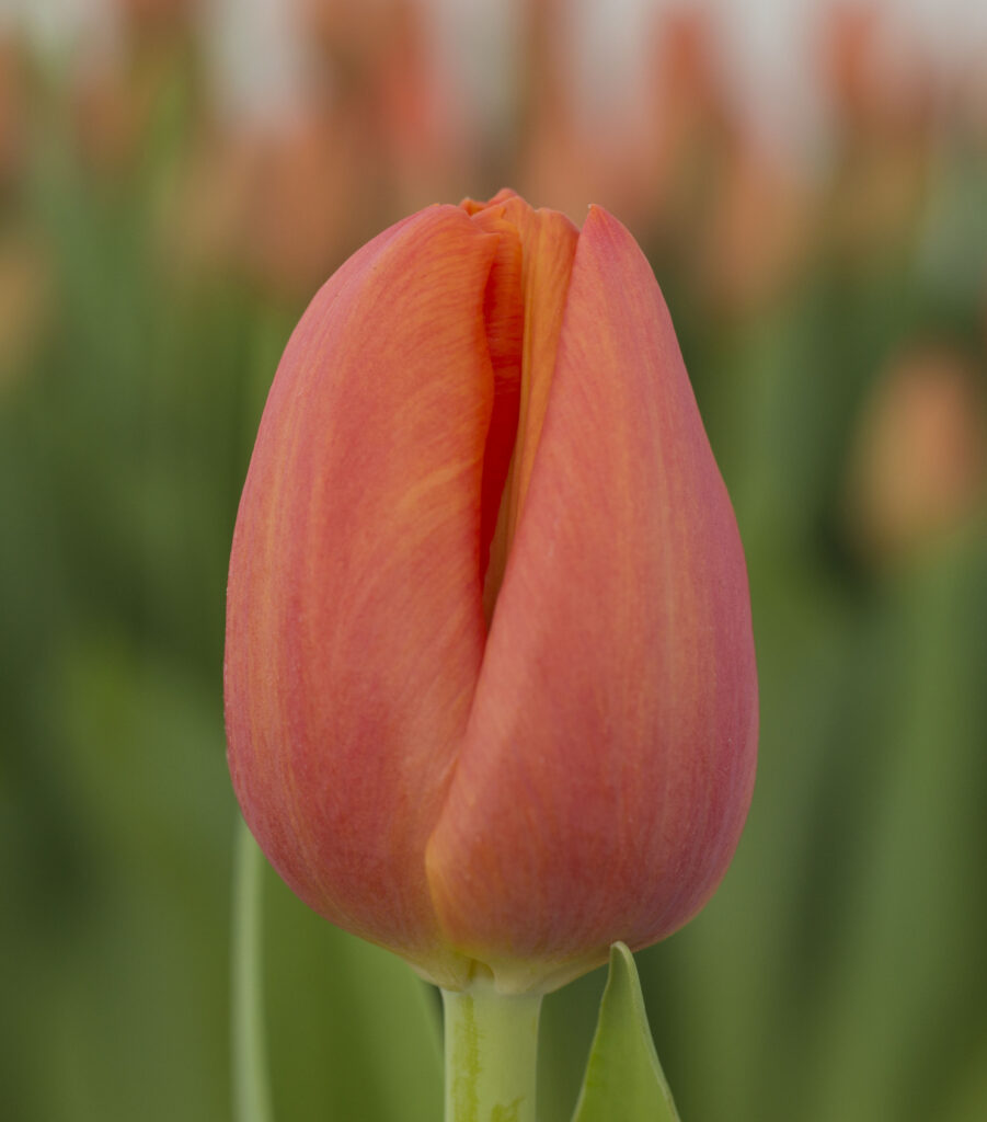 Delta Storm - Haakman Flowerbulbs