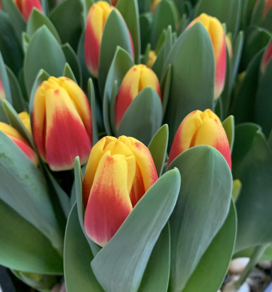 Disco - Haakman Flowerbulbs