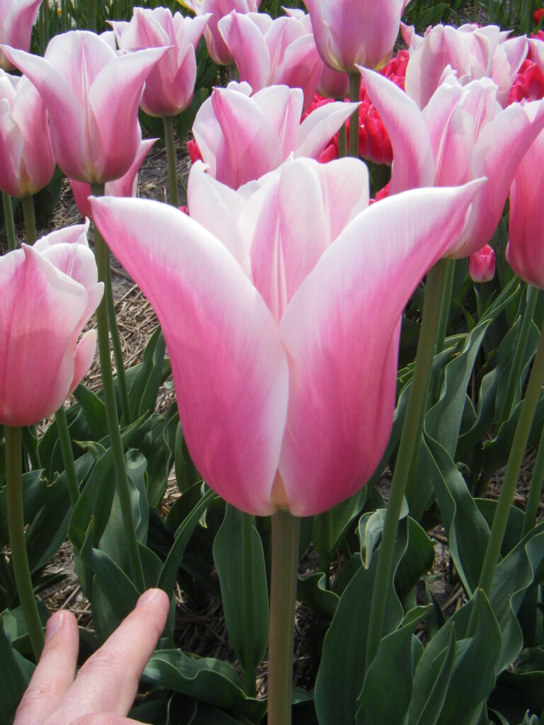 Sanne - Haakman Flowerbulbs