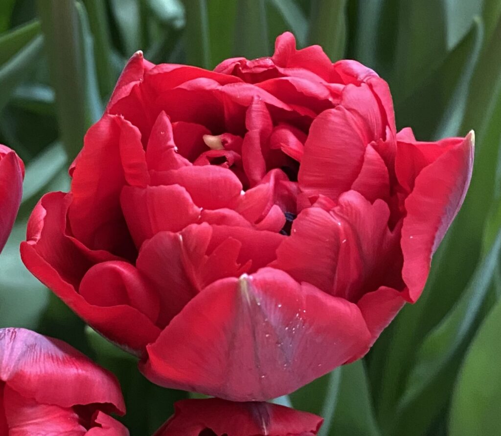 Scarlet Verona - Haakman Flowerbulbs