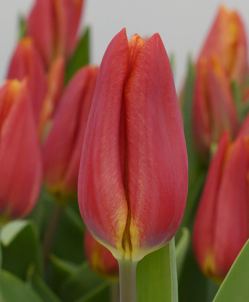 Strong Energy - Haakman Flowerbulbs