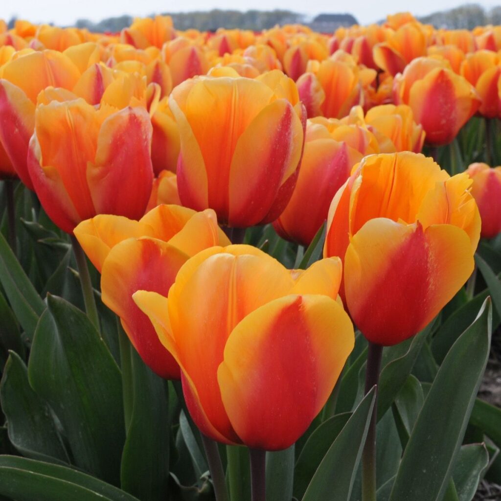Salmon Lalibela - Haakman Flowerbulbs
