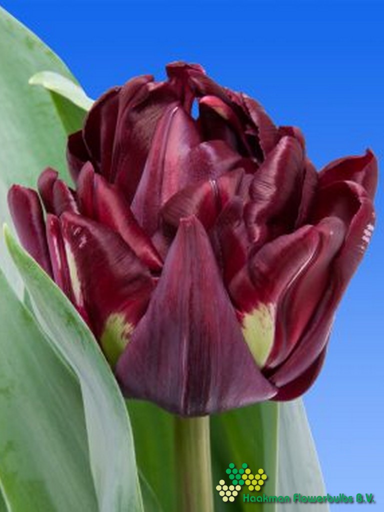 Canyon - Haakman Flowerbulbs
