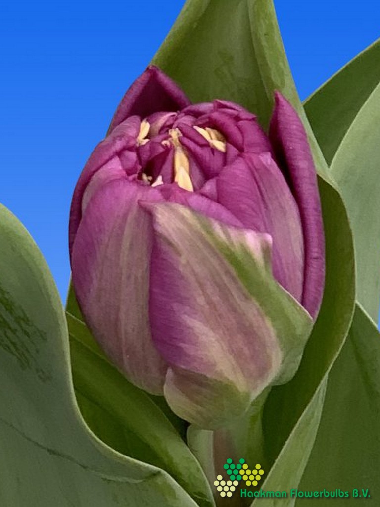 Castella - Haakman Flowerbulbs
