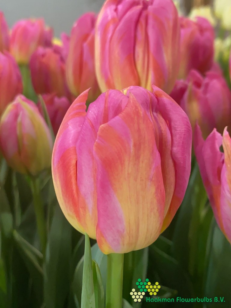 Dotcom - Haakman Flowerbulbs