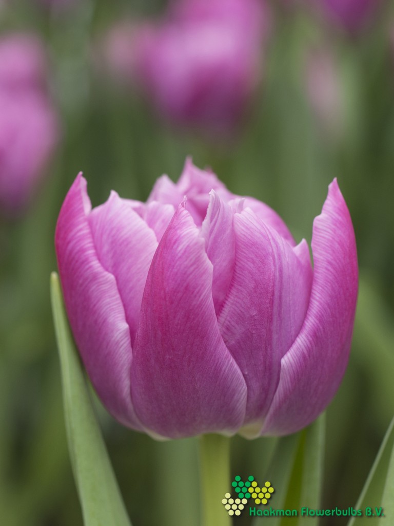 Double Price - Haakman Flowerbulbs