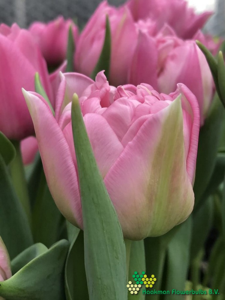 Dressing - Haakman Flowerbulbs