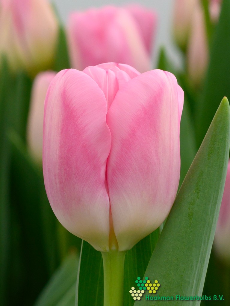 Dutch Delight - Haakman Flowerbulbs