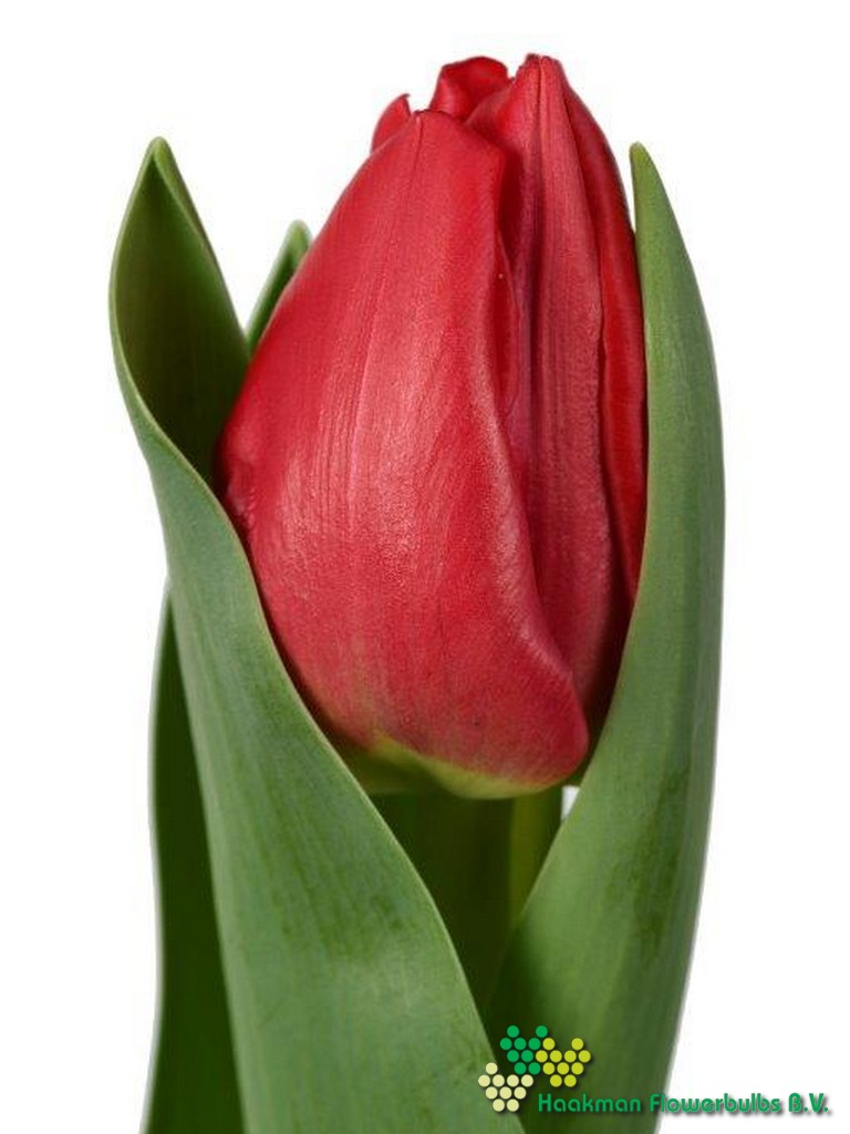 Epic - Haakman Flowerbulbs