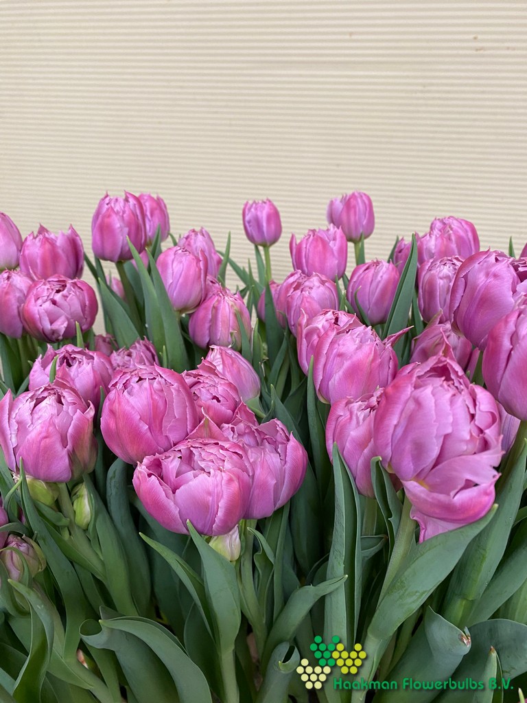 Favourite Price - Haakman Flowerbulbs