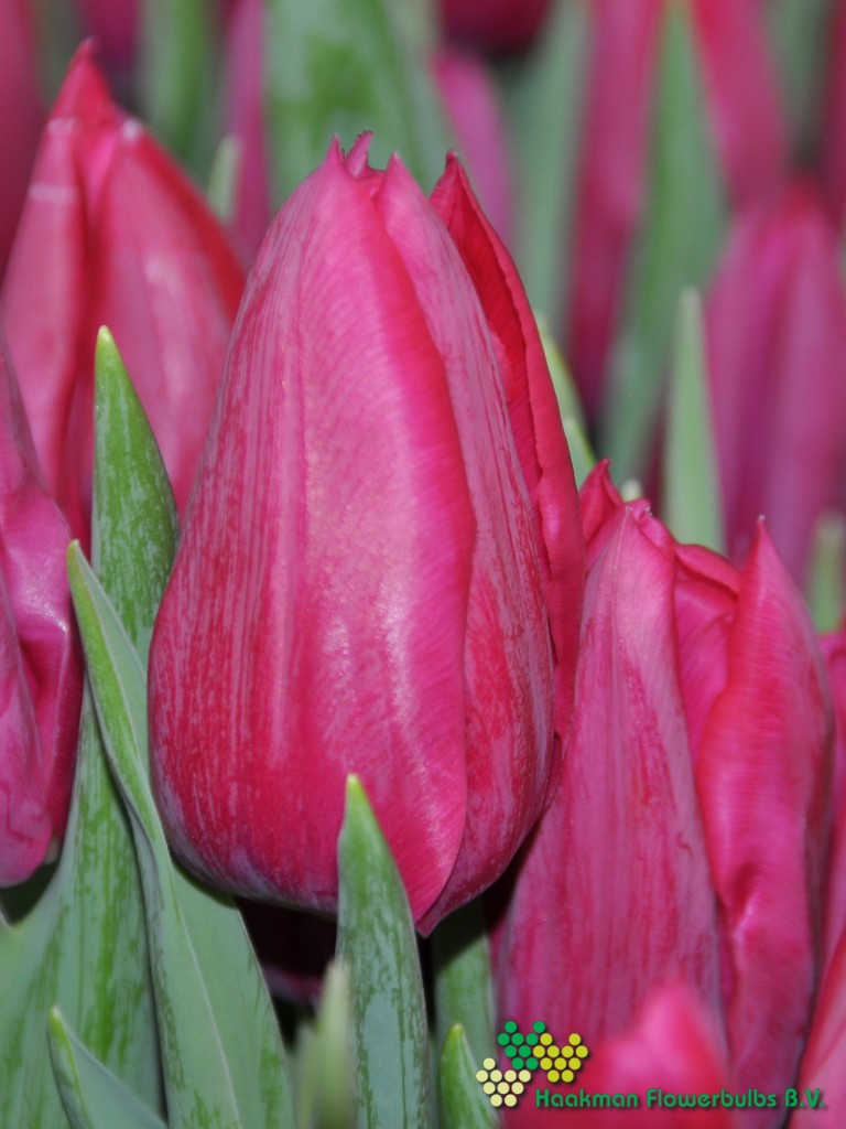 First Life - Haakman Flowerbulbs