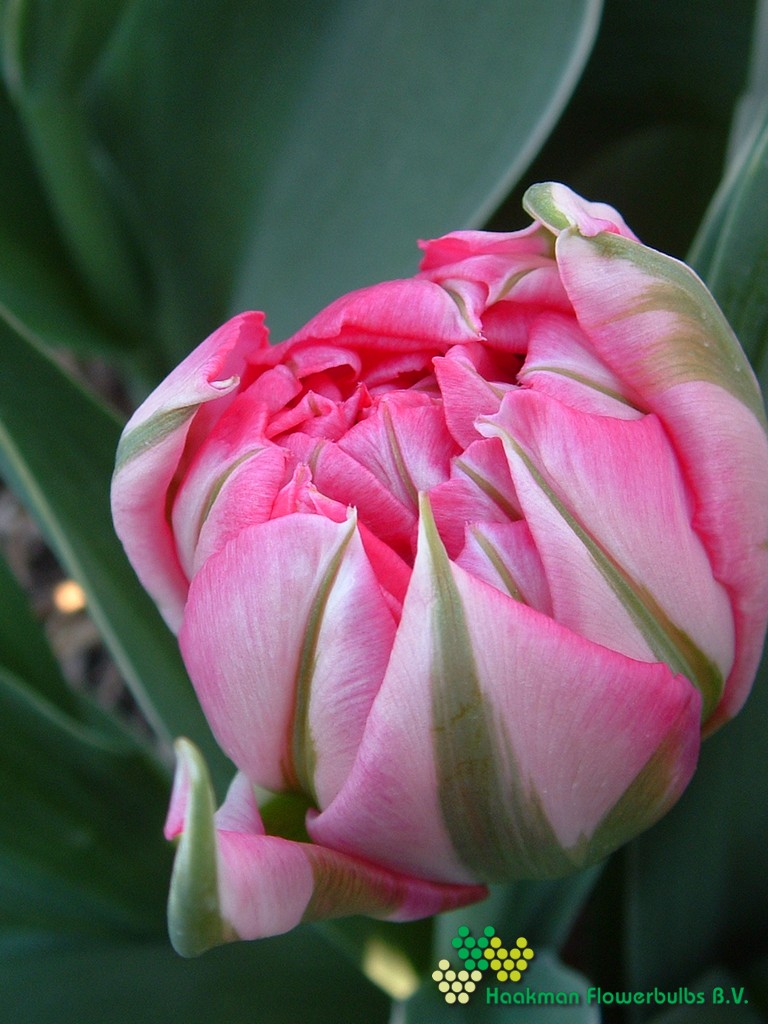 Flash Point - Haakman Flowerbulbs