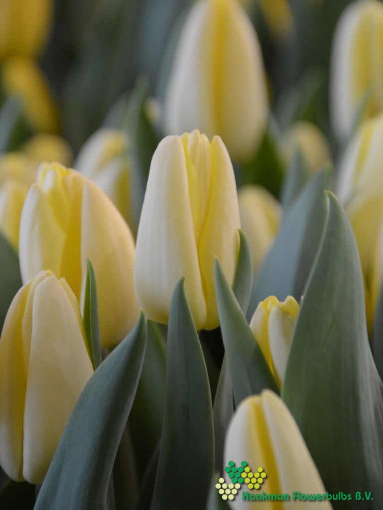 Fun For Two - Haakman Flowerbulbs