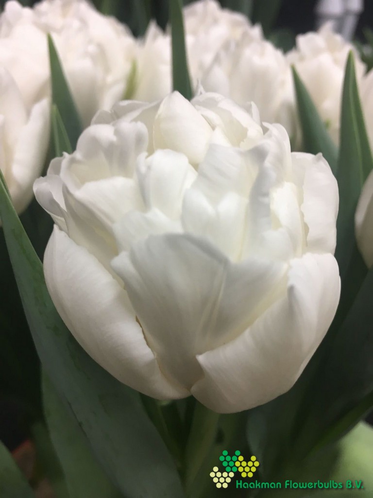 Galileo - Haakman Flowerbulbs