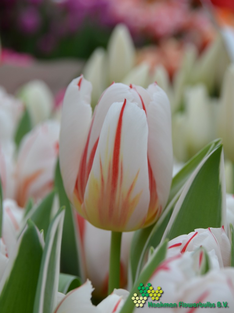 Happy Generation - Haakman Flowerbulbs
