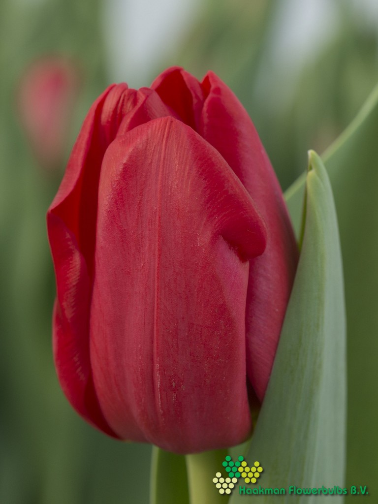 Heartbreaker - Haakman Flowerbulbs