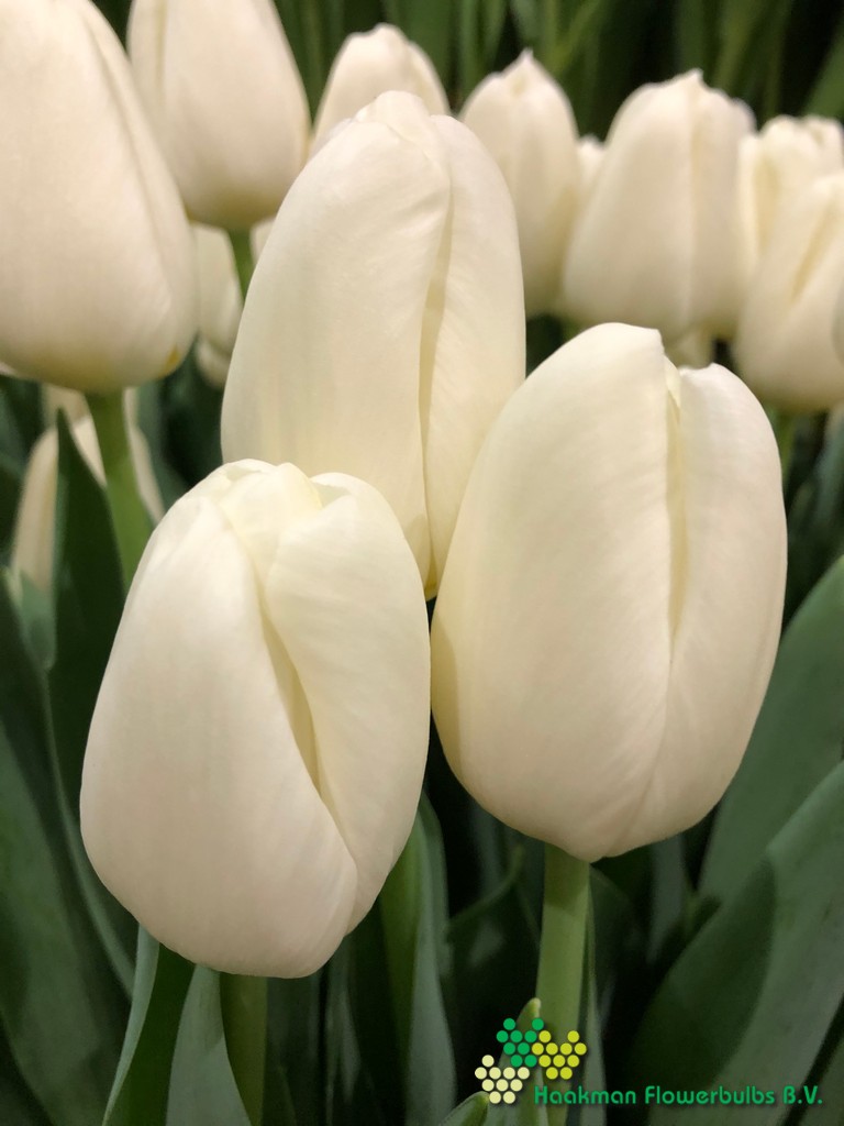 Ice Rif - Haakman Flowerbulbs