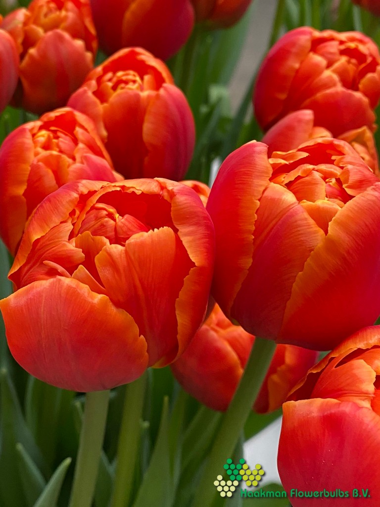 Icoon - Haakman Flowerbulbs