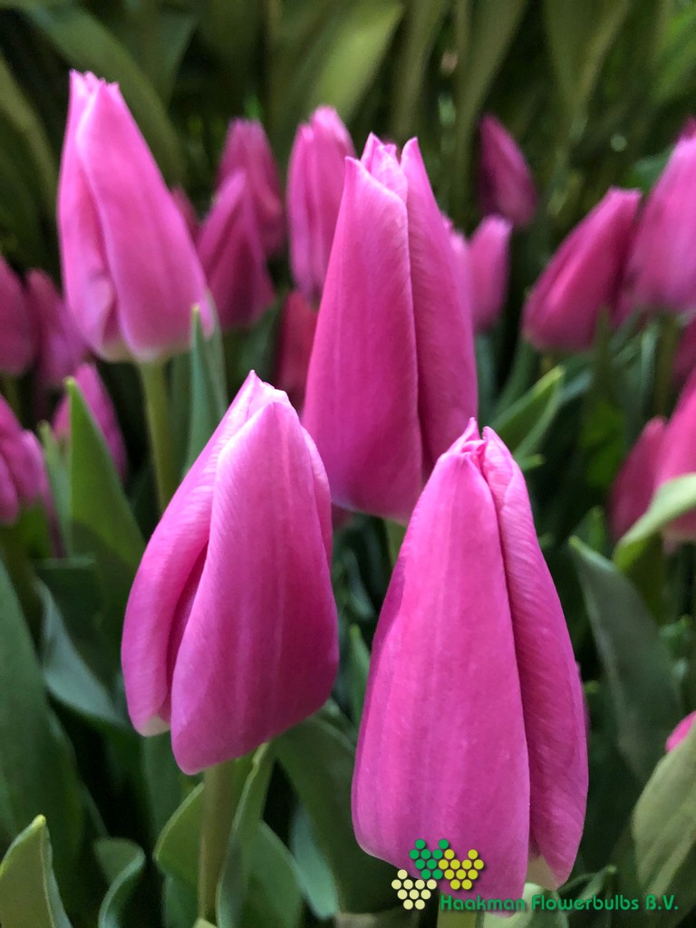 Irina - Haakman Flowerbulbs