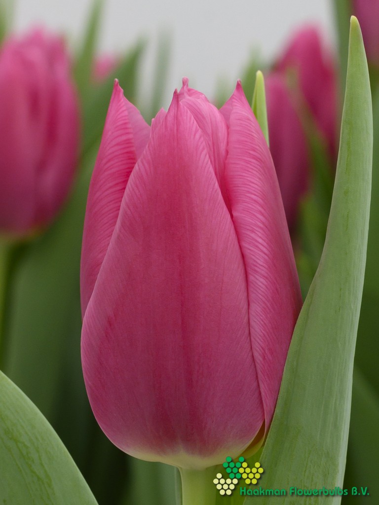 Ivanka - Haakman Flowerbulbs