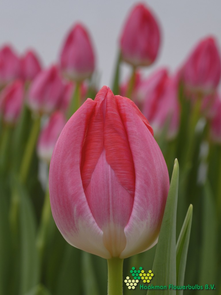 Joelle - Haakman Flowerbulbs