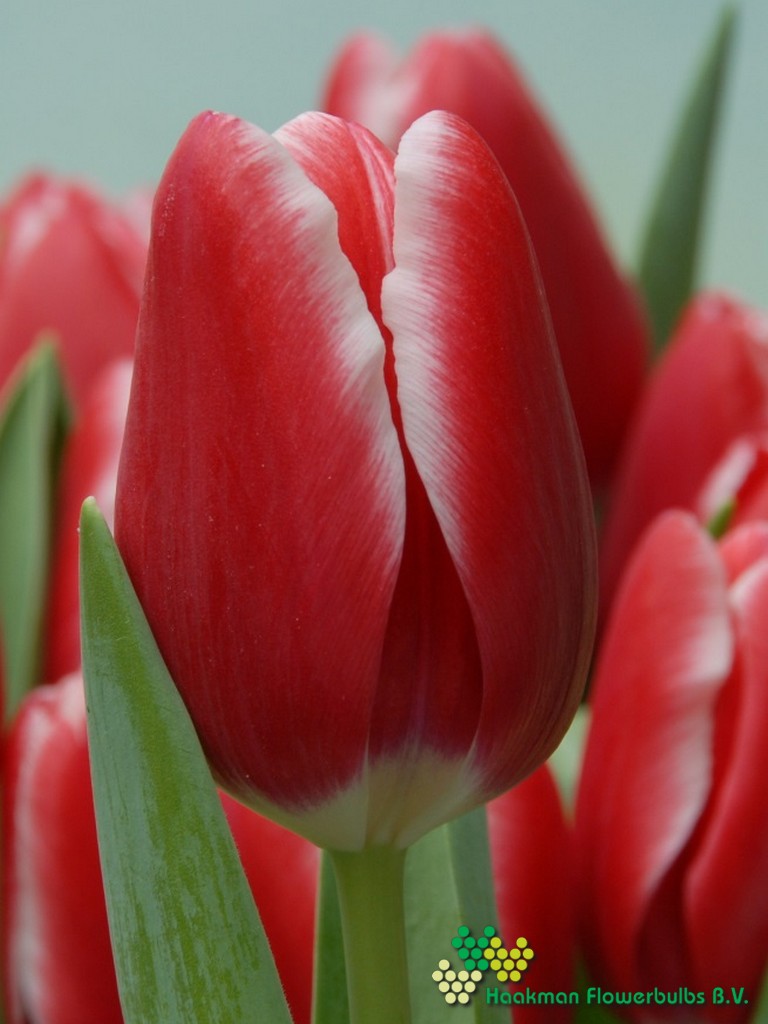 Kung-Fu - Haakman Flowerbulbs