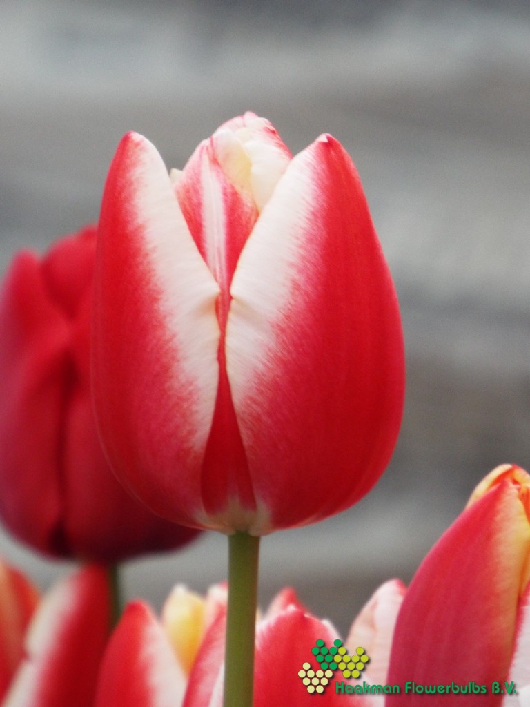 Leen Van Der Mark - Haakman Flowerbulbs