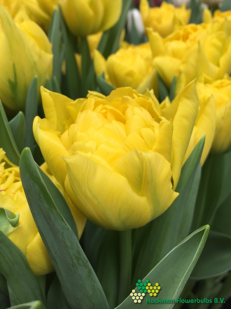 Limousine - Haakman Flowerbulbs