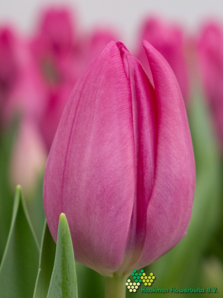 Lincoln - Haakman Flowerbulbs