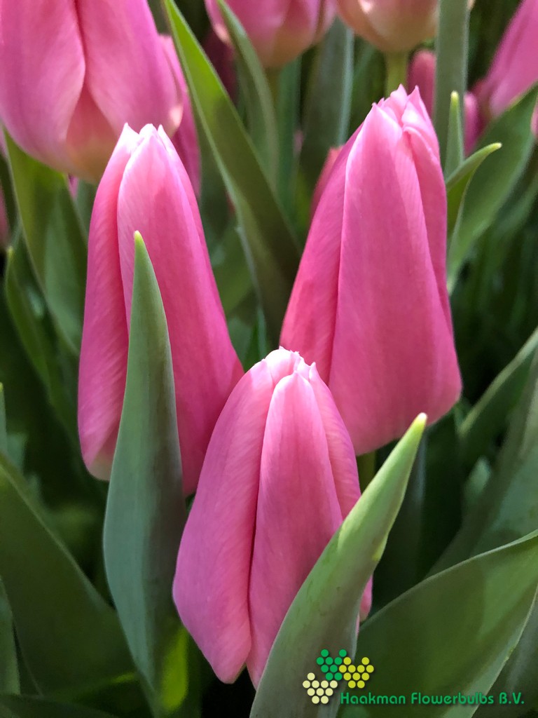 Matchmaker - Haakman Flowerbulbs