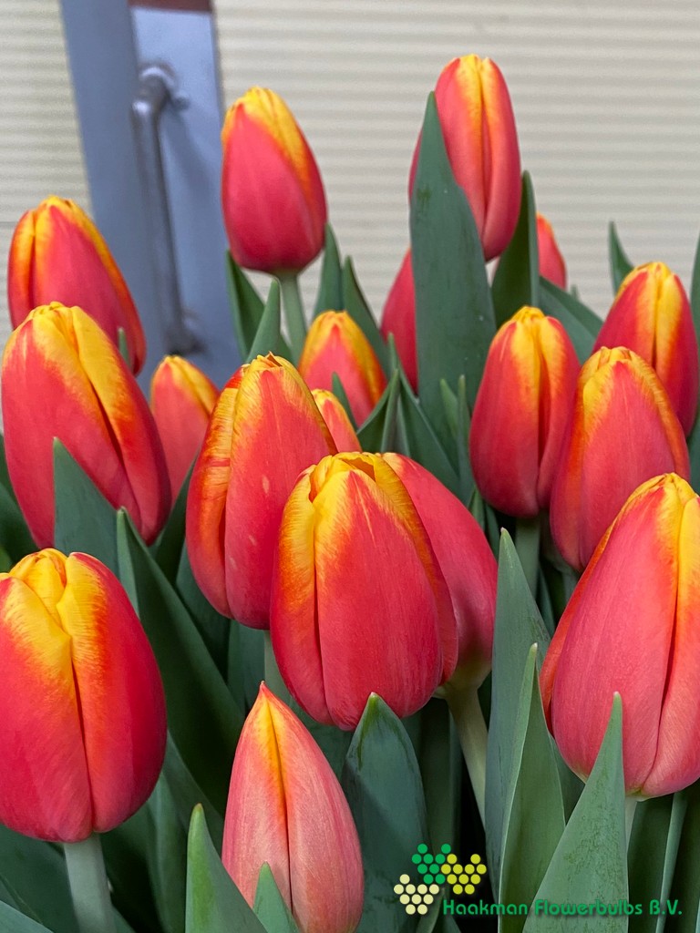 Minsk - Haakman Flowerbulbs