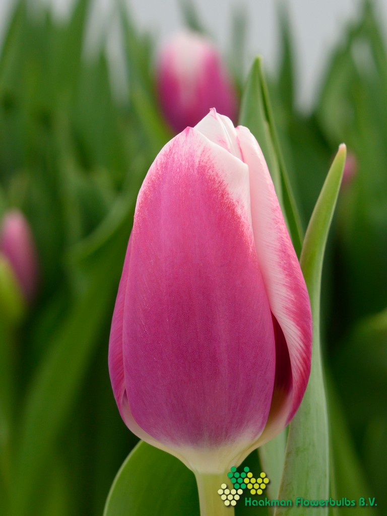Outlook - Haakman Flowerbulbs