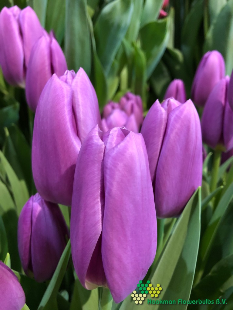 Ozon - Haakman Flowerbulbs