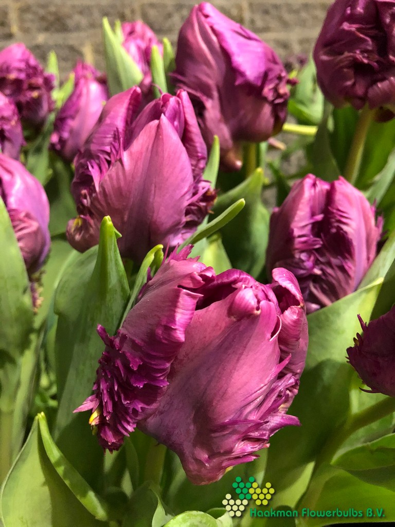 Parrot Prince - Haakman Flowerbulbs
